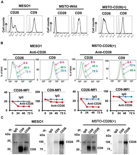 A Flow Cytometric Analysis Of CD26 And CD9 Expression On MESO1