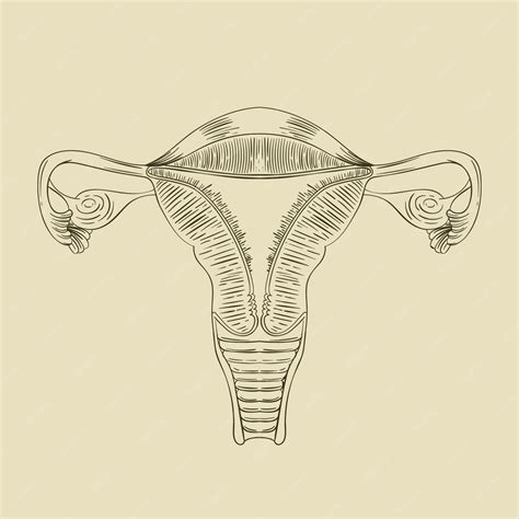 Free Vector Hand Drawn Uterus Drawing Illustration