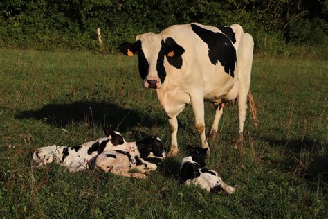 Vosges Insolite une vache donne naissance à des triplés près de