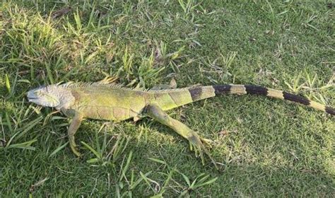 Floridas Cold Weather Brings Falling Iguanas