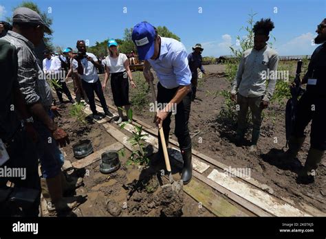 Mangrove Rehabilitation Hi Res Stock Photography And Images Alamy