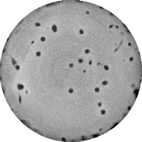 A Representative Transverse Core Slice From The Core Volumes Image Set Download Scientific