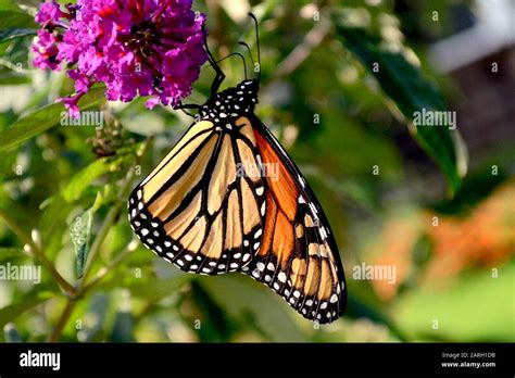 Closeup Of A Monarch Butterfly Danaus Plexippus Feeding On The Nectar