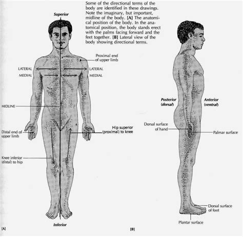 Knowledge Class Anatomical Position