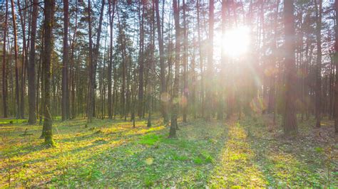 Spring forest, 4k panoramic time-lapse 1301430 Stock Video at Vecteezy