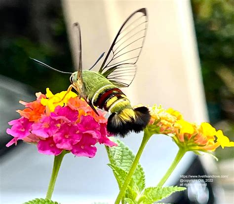 Clearwing Hummingbird Moth Live Life And Love