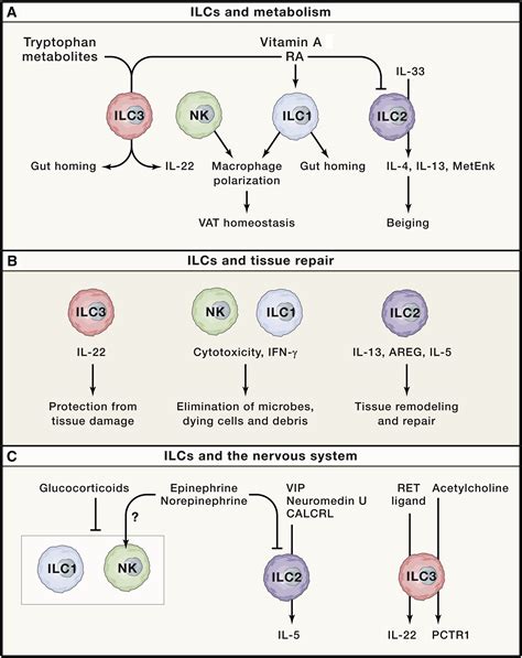 Innate Lymphoid Cells 10 Years On Cell