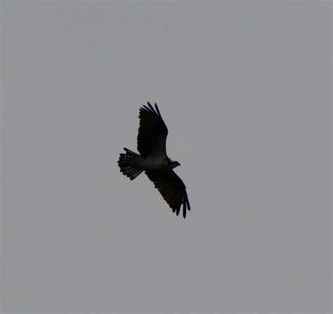 Osprey From South Side Corpus Christi Tx Usa On December At