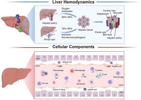 Frontiers Interorgan Communication With The Liver Novel Mechanisms