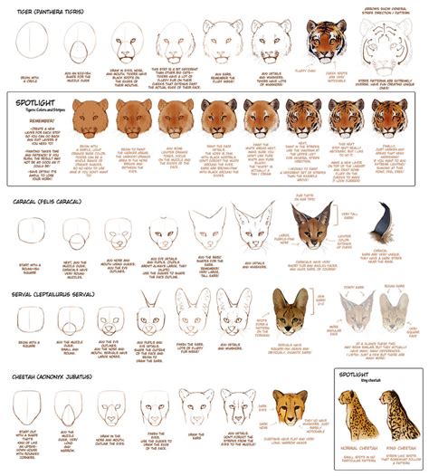 How To Draw Big Cats By Tamberella Cat Drawing Tutorial Paw Drawing