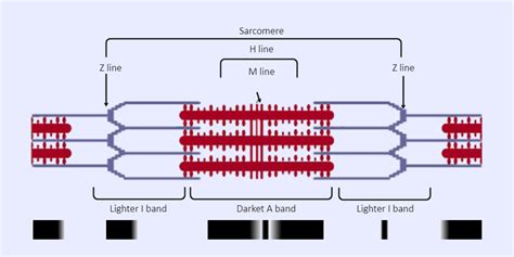 Sarcomere Labeled | Science diagrams, Labels, Student learning