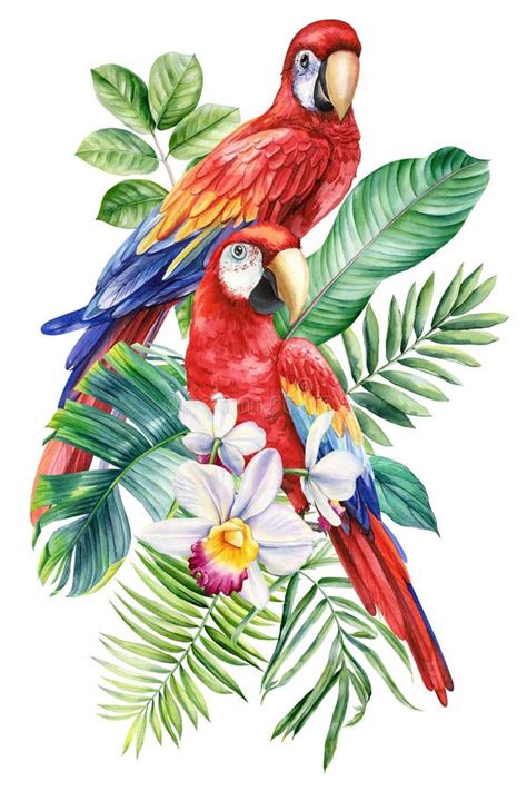 Red Macaw Tropical Bird Watercolor Illustration Hand Drawing Parrot