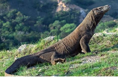 Where Do Komodo Dragons Live All You Need To Know