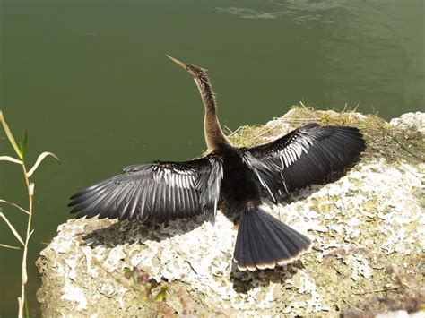 What Bird In South Florida Swims Underwater Top Sellers