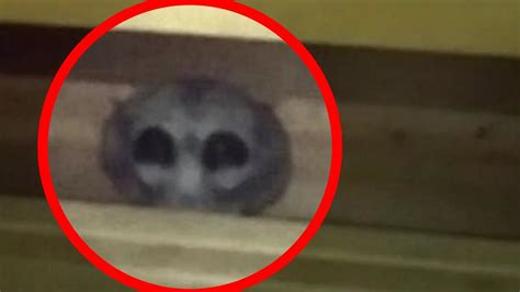 Real Grey Alien Caught On Tape 2016 Grey Alien Alien Alien Photos