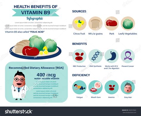 Health Benefits Vitamin B9 Folic Acid เวกเตอร์สต็อก ปลอดค่าลิขสิทธิ์ 302557022 Shutterstock