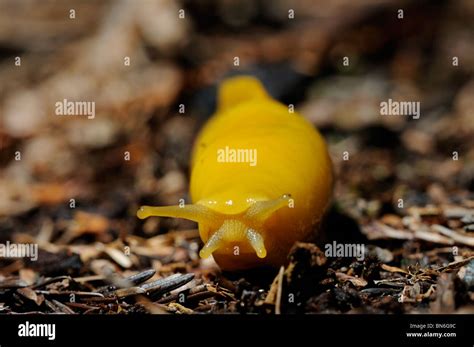 Stock Photo Of A Banana Slug Crawling Across The Forest Floor Stock