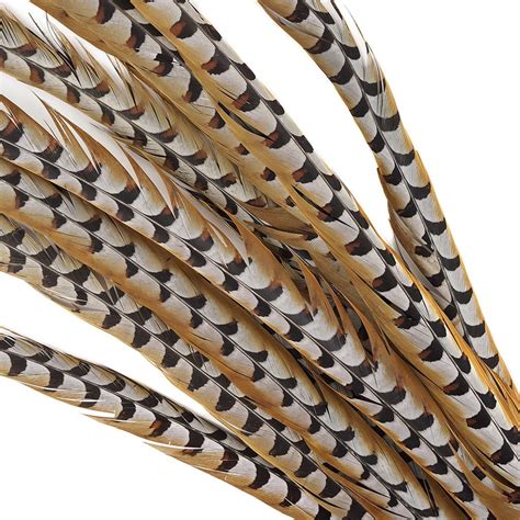 Reeves Pheasants Feathers Natural Pheasant Feathers Long Pheasant