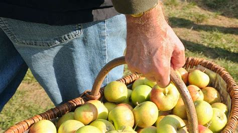 Keine Obstbäume in Landsberied mehr weil das Obst verfault