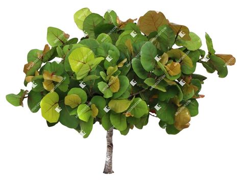 Png Tree Coccoloba Uvifera Vegetation Png