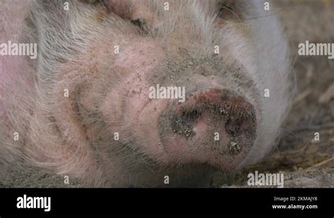 Extreme close up of mini pig smelling after food Stock Video Footage ...