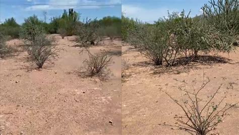 Madres Buscadoras Encuentran Cinco Fosas Clandestinas En Sonora Grupo