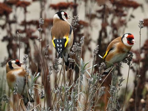 Vroege Vogels Foto Vogels Drie Puttertjes In De Lavendel