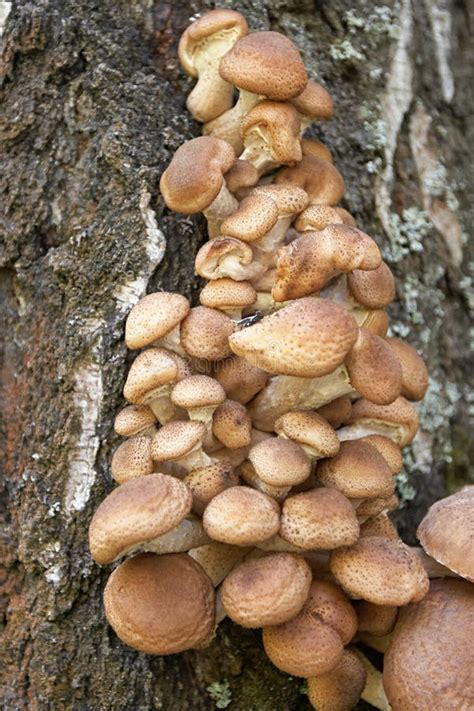 Agarics Do Mel Foto De Stock Imagem De Grande Outono 34682226