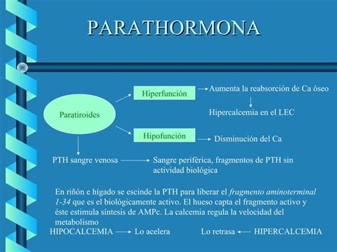 Metabolismo Fosfocalcico PTH Calcitonina Vit PPT