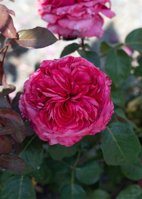Loves Me Loves Me Not™ Bare Root Rose Menagerie Farm And Flower