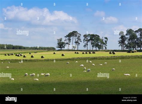 Farming landscape in the Scottish Borders near Cavers in Roxburghshire ...