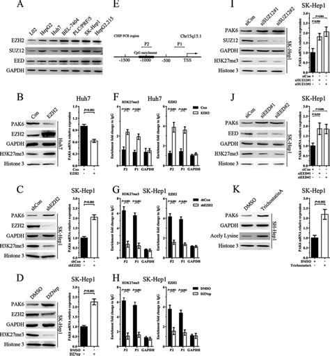 Ezh2 Mediated Epigenetic Repression Dictates Pak6 Down Regulation A