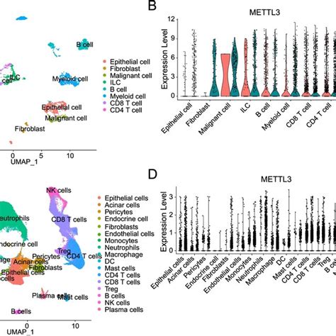 Higher Mettl Mrna Expression Level In Cancer Tissues Mettl Mrna