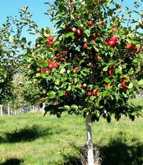 Sheboygan Tree Sale