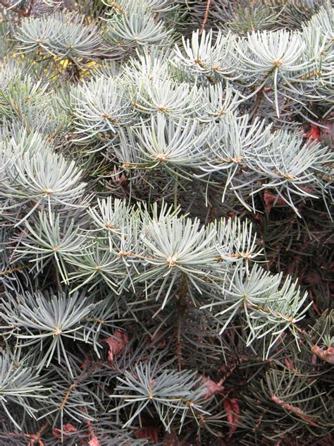 Abies Concolor Compacta Compact White Fir North Carolina