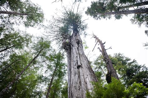 Cheewhat Giant Canada S Largest Tree Tj Watt Photography