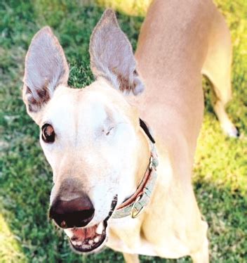 FRIDAY’s Dog of the Week: ZoZo