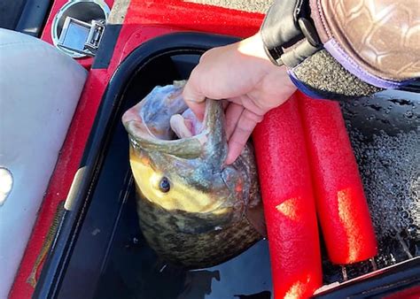 Ohio Angler Catches 10 Pound Lake Erie Smallmouth Sets Great Lakes Record