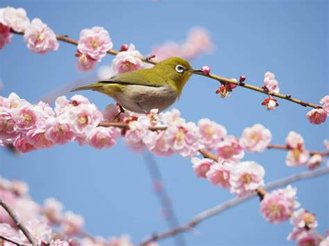 春分の日とは｜2022年はいつ？意味や由来、秋分の日との違い うらなえる 運命の恋占い