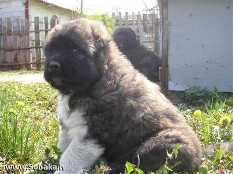 Кавказская овчарка - Фото - страница 9 на SOBAKA.LV