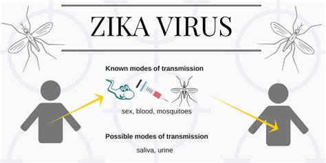 Zika Virus Transmission — Cloudy Media Blog