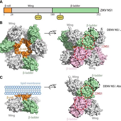 The sequence alignment of flavivirus NS1 β ladders An α helix is