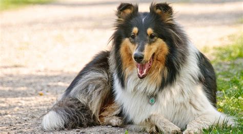 Collie Information, Type, Maintinance, Price & Tips | Planapup
