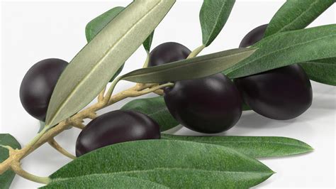 D Olive Branch With Black Olives Lying D Molier International