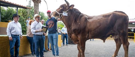 El Toro De Alejandro González Gana El Primer Premio De La Feria Insular