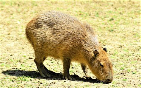 Capibara Qué Es Características Qué Come Hábitat Extinción