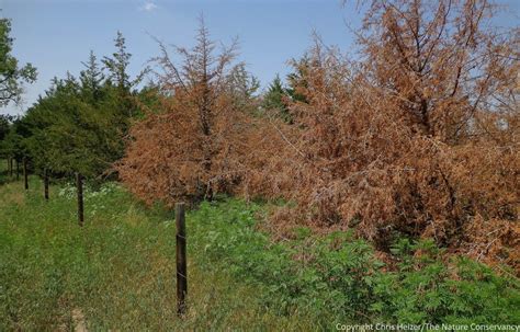 The Mystery Of The Dying Cedar Trees The Prairie Ecologist