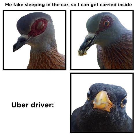 Funny Pigeon Meme Car Memes Pigeon Funny Pigeon Meme