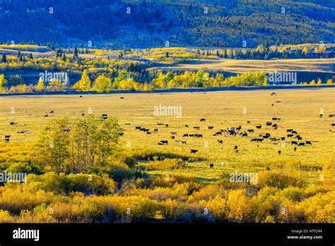 Cattle Ranch In Montana Foothills Area Usa Stock Photo Alamy