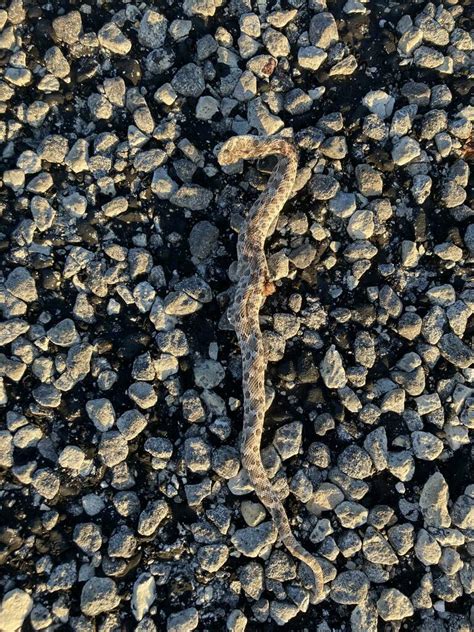 Mexican Hognose Snake From Val Verde County Tx Usa On July At